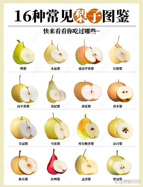 梨为什么不能分着吃,梨为什么不能分着吃的原因-第2张图片-屿企百科网 梨为什么不能分着吃,梨为什么不能分着吃的原因-第2张图片-屿企百科网