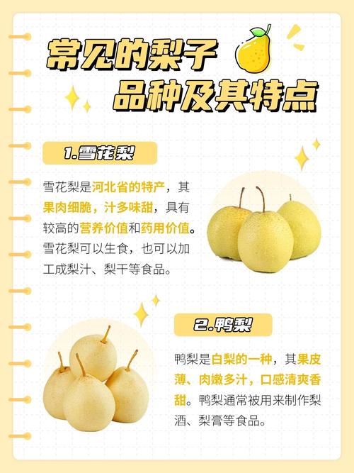梨为什么不能分着吃,梨为什么不能分着吃的原因-第5张图片-屿企百科网 梨为什么不能分着吃,梨为什么不能分着吃的原因-第5张图片-屿企百科网