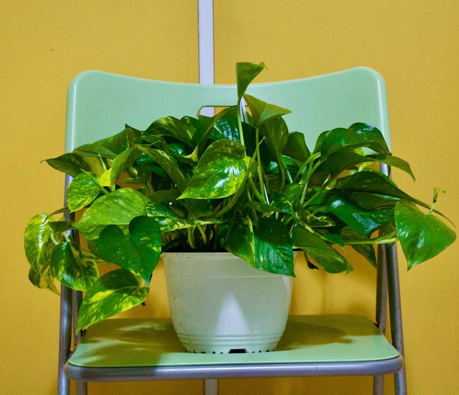 绿萝发黄是甲醛超标吗，绿萝发黄是甲醛超标吗怎么处理？-第2张图片-屿企百科网