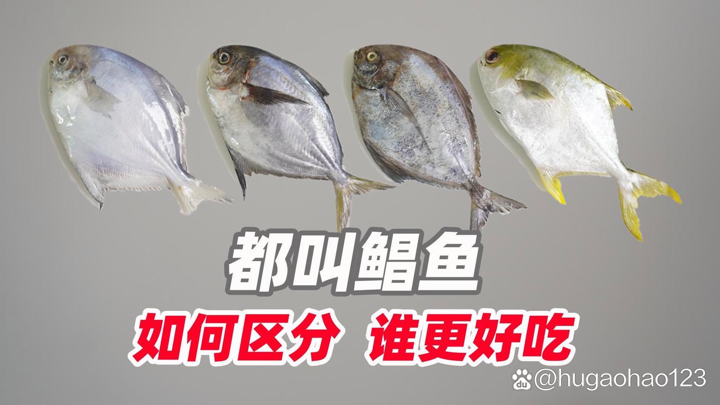 斗鲳鱼为什么这么贵，斗鲳鱼为什么这么贵啊-第7张图片-屿企百科网