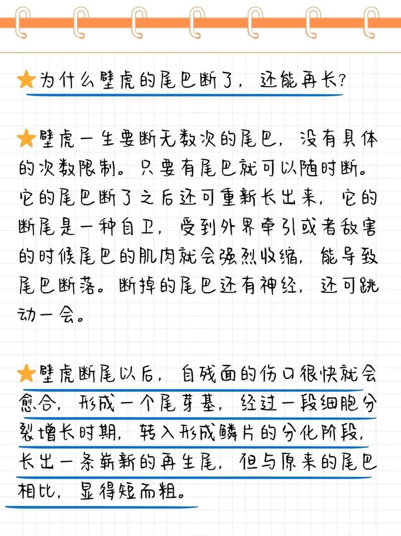 壁虎的尾巴为什么断了还能长出来,壁虎的尾巴为什么断了还能长出来吗?-第3张图片-屿企百科网 壁虎的尾巴为什么断了还能长出来,壁虎的尾巴为什么断了还能长出来吗?-第3张图片-屿企百科网
