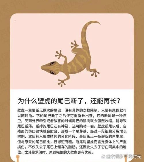 壁虎的尾巴为什么断了还能长出来,壁虎的尾巴为什么断了还能长出来吗?-第5张图片-屿企百科网 壁虎的尾巴为什么断了还能长出来,壁虎的尾巴为什么断了还能长出来吗?-第5张图片-屿企百科网