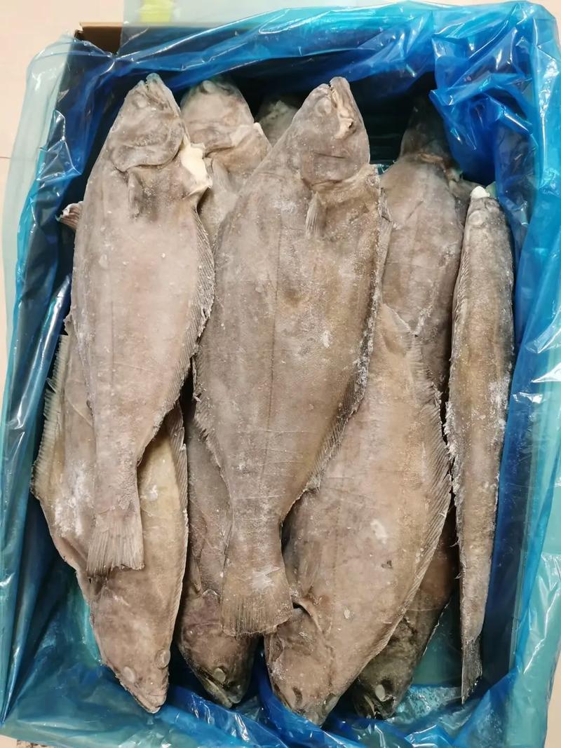 鲽鱼是什么鱼，鲽鱼是什么鱼种-第2张图片-屿企百科网