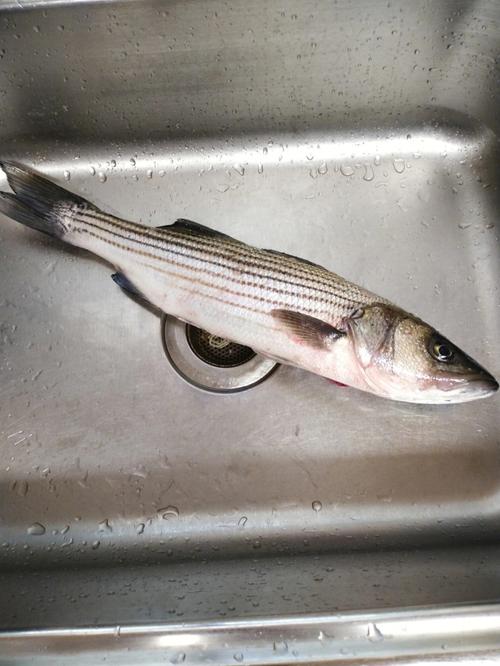 鲽鱼是什么鱼，鲽鱼是什么鱼种-第3张图片-屿企百科网