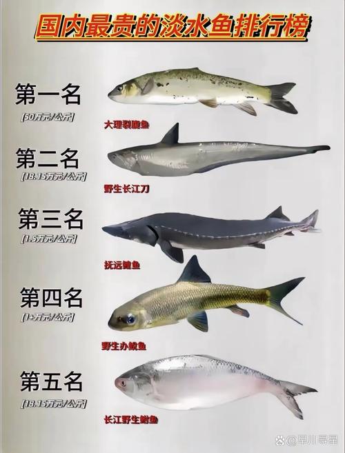 鲽鱼是什么鱼，鲽鱼是什么鱼种-第4张图片-屿企百科网