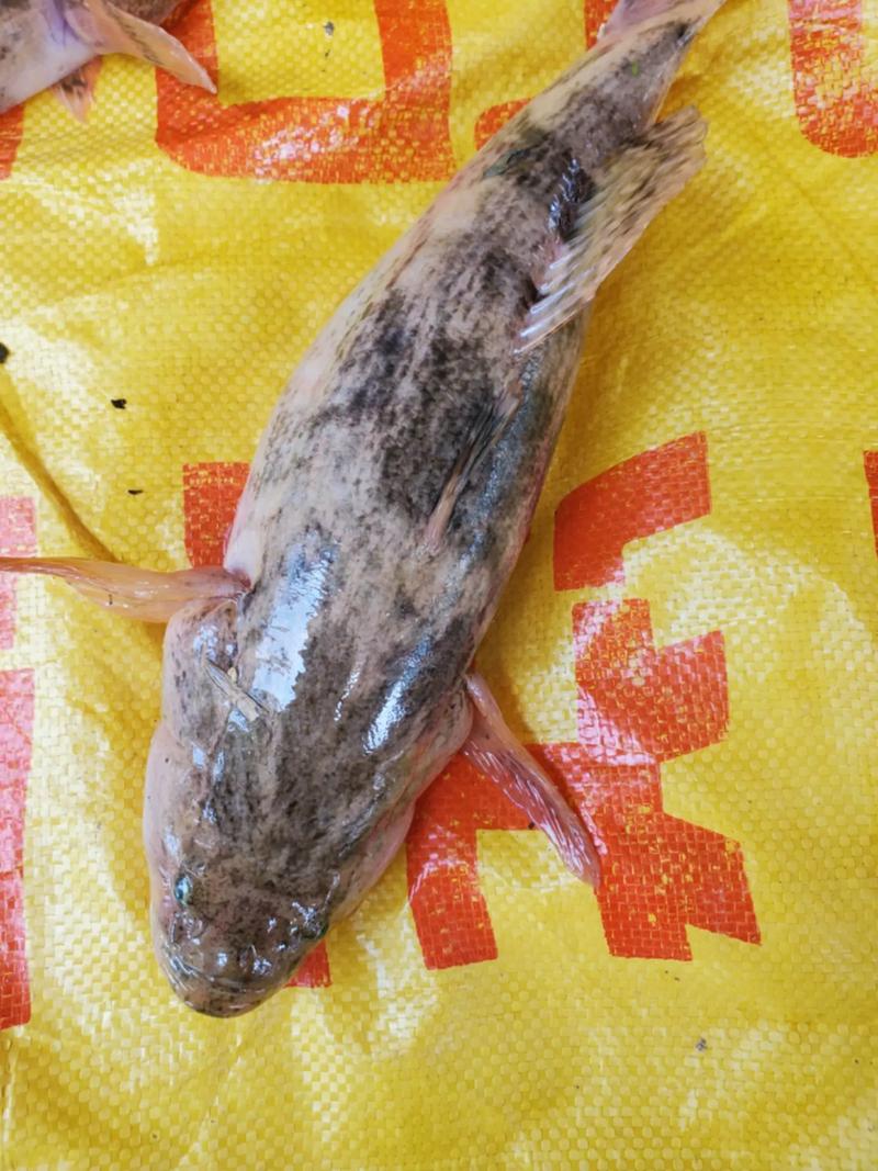 鲽鱼是什么鱼，鲽鱼是什么鱼种-第5张图片-屿企百科网