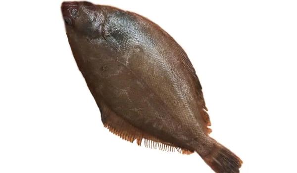 鲽鱼是什么鱼，鲽鱼是什么鱼种-第6张图片-屿企百科网