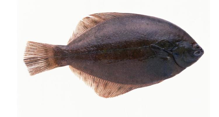 鲽鱼是什么鱼，鲽鱼是什么鱼种-第7张图片-屿企百科网