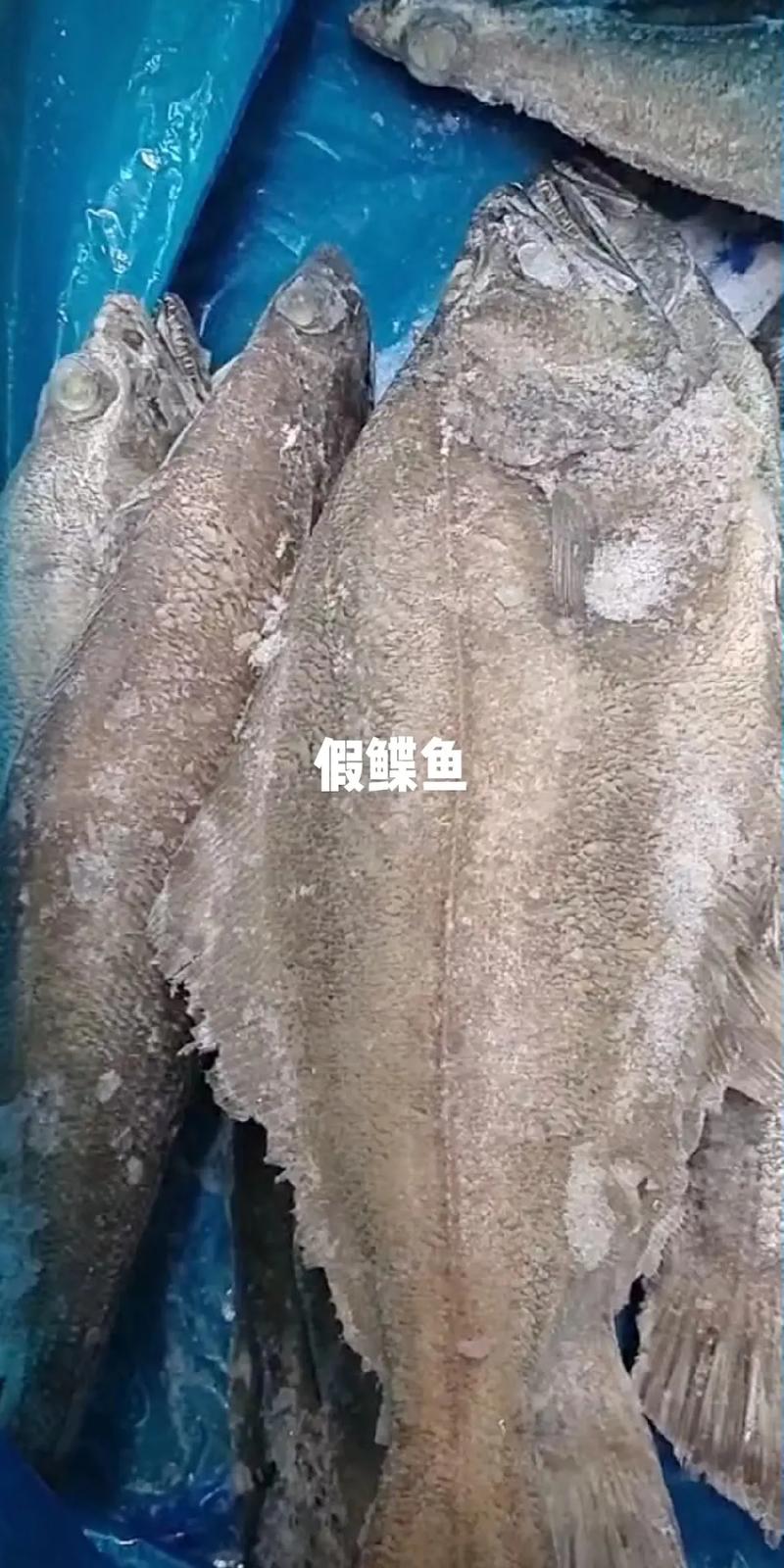 鲽鱼是什么鱼，鲽鱼是什么鱼种-第8张图片-屿企百科网