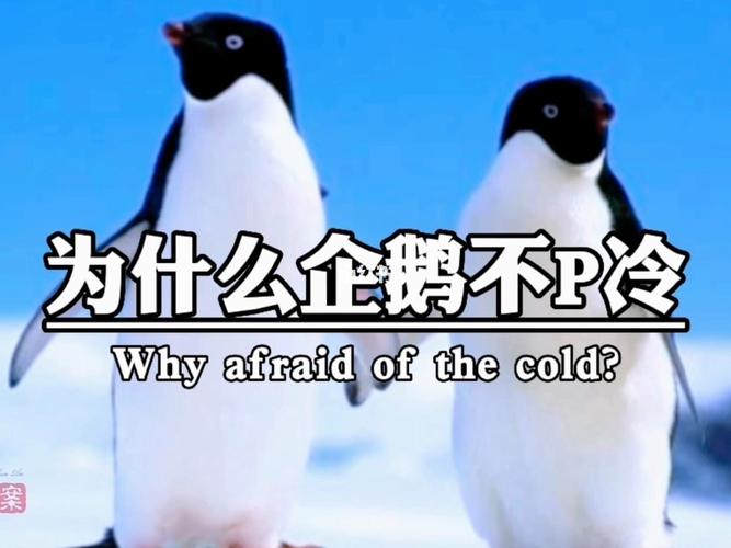 企鹅为什么不能摸？企鹅为什么不能穿衣服？-第5张图片-屿企百科网