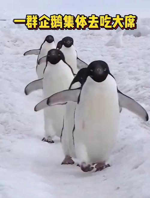 企鹅为什么不能摸？企鹅为什么不能穿衣服？-第7张图片-屿企百科网