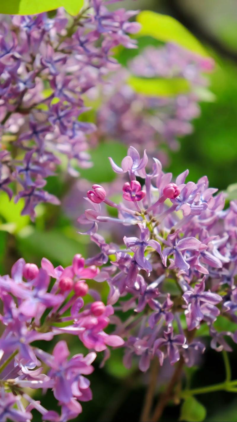 丁香花是什么颜色的，丁香花是什么颜色的ABB？