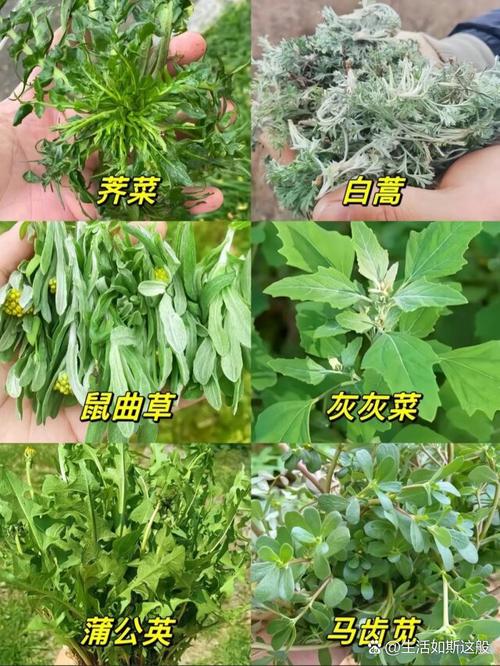 给恋爱脑的姐妹挖野菜是什么梗的简单介绍-第2张图片-屿企百科网 给恋爱脑的姐妹挖野菜是什么梗的简单介绍-第2张图片-屿企百科网