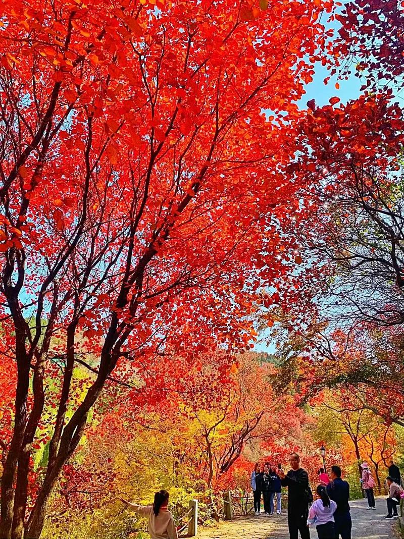 济南红叶谷景区门票，济南红叶谷景区门票是多少？-第5张图片-屿企百科网