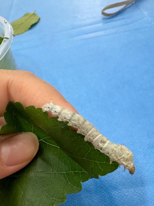 养蚕是什么季节？养蚕是什么季节?？-第2张图片-屿企百科网