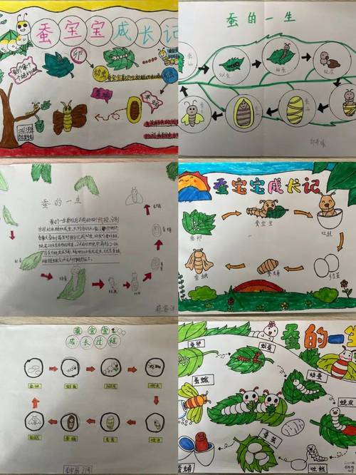 养蚕是什么季节？养蚕是什么季节?？-第6张图片-屿企百科网