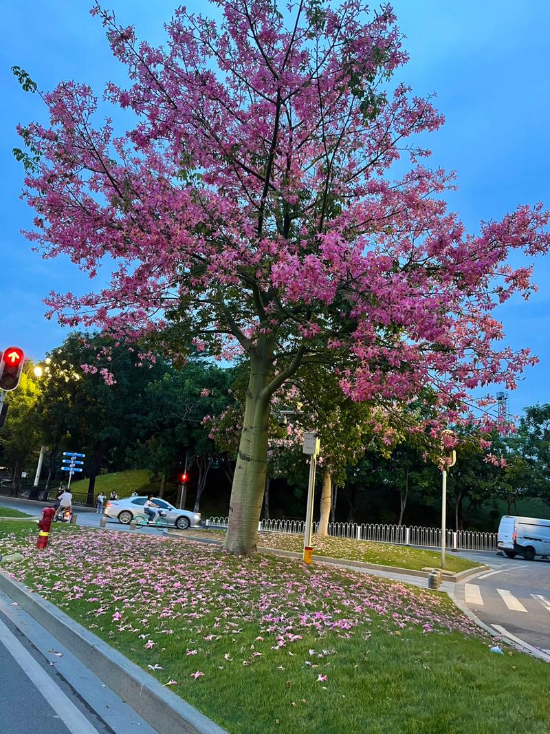 木棉是什么？木棉是什么棉？-第2张图片-屿企百科网