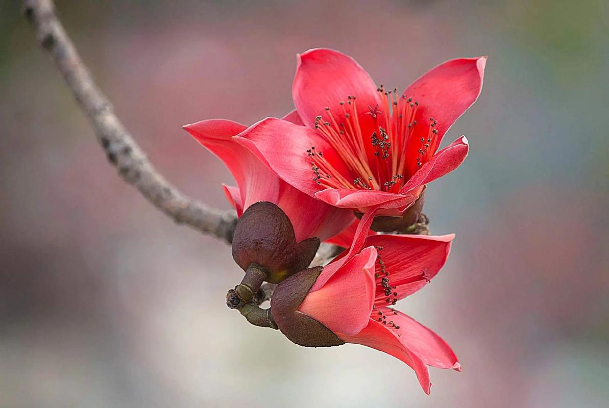 木棉是什么？木棉是什么棉？-第3张图片-屿企百科网