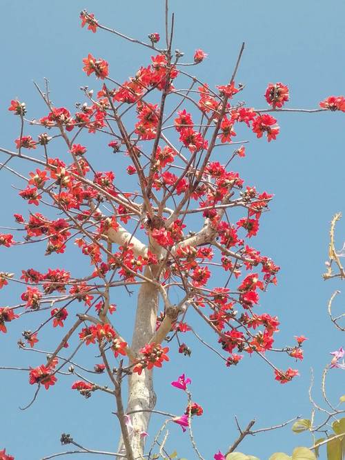 木棉是什么？木棉是什么棉？-第4张图片-屿企百科网