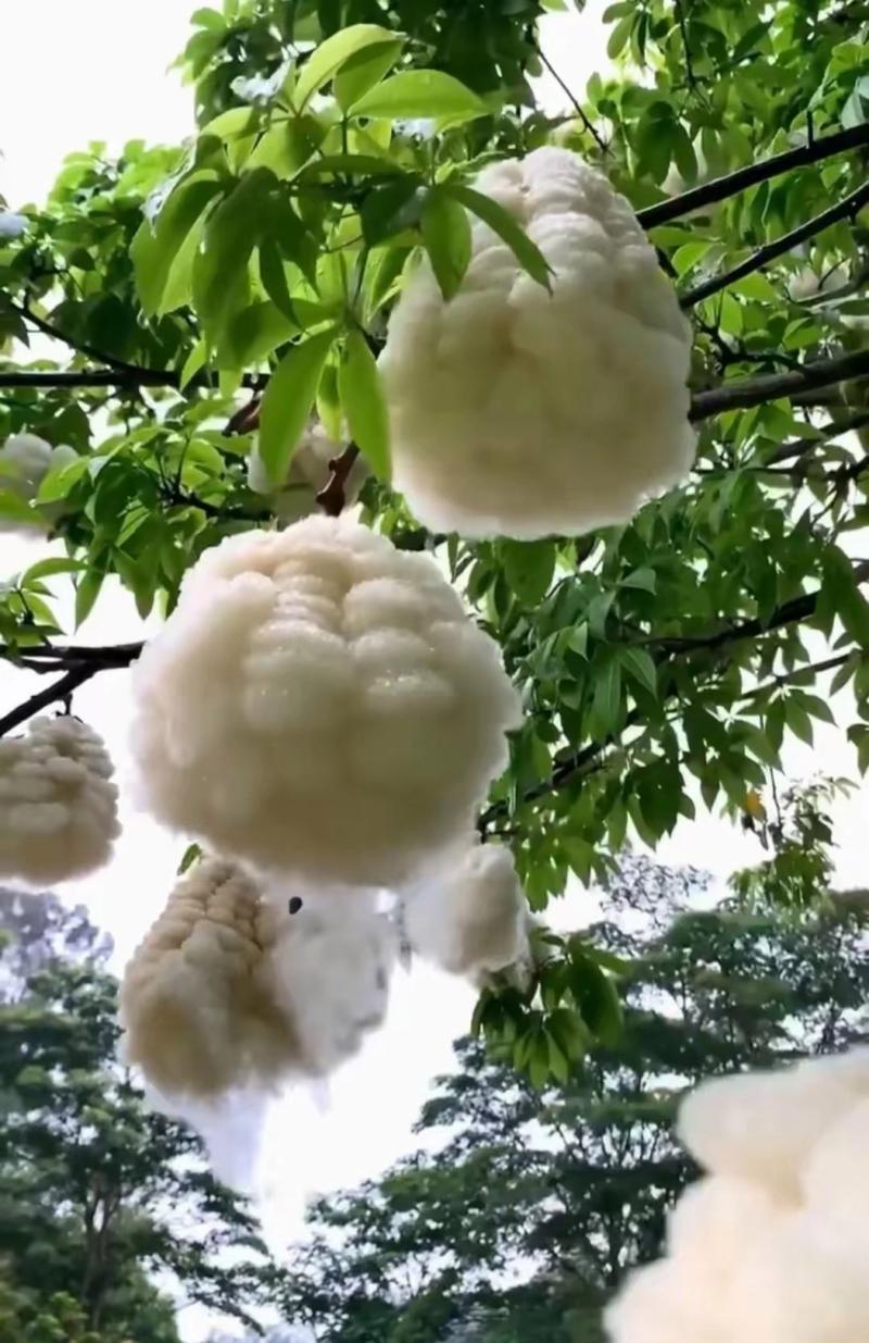 木棉是什么？木棉是什么棉？-第5张图片-屿企百科网