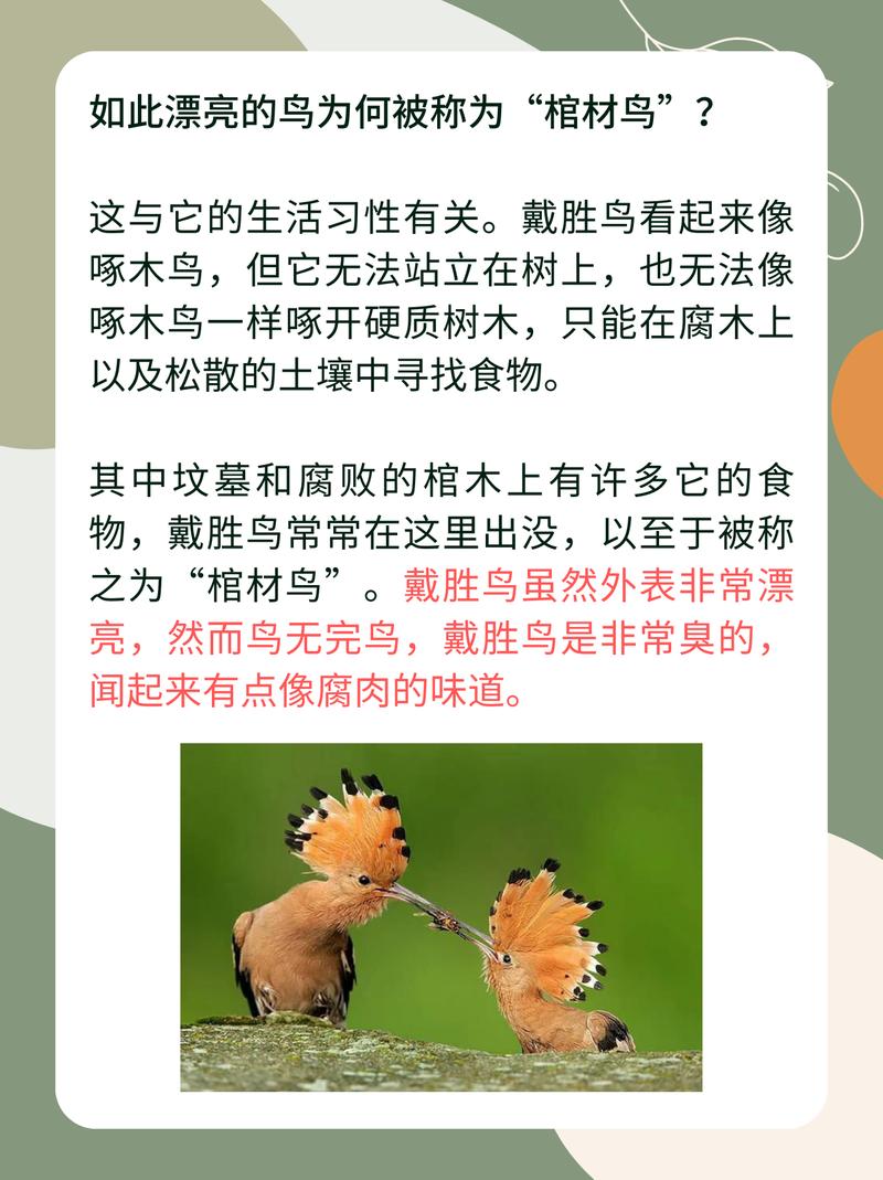 戴胜为什么叫棺材鸟？戴胜为什么叫棺材鸟？