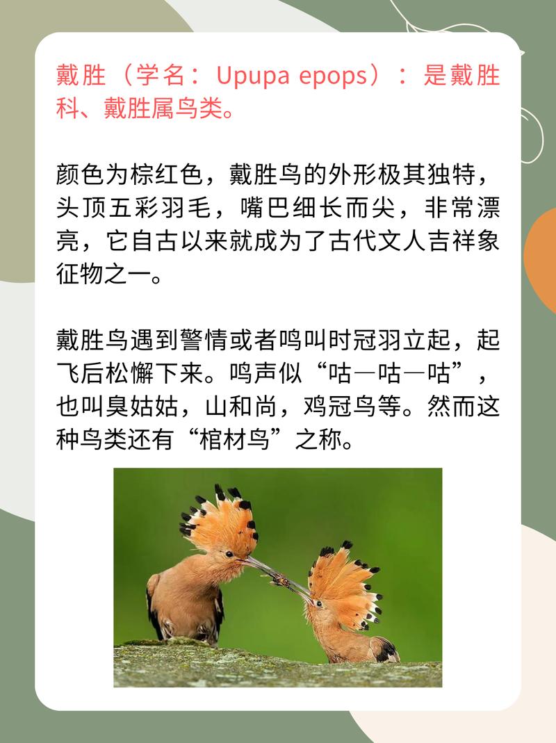戴胜为什么叫棺材鸟?戴胜为什么叫棺材鸟?-第3张图片-屿企百科网 戴胜为什么叫棺材鸟?戴胜为什么叫棺材鸟?-第3张图片-屿企百科网