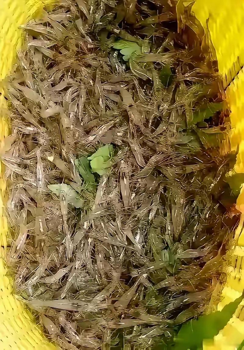 麻虾是什么虾,麻虾是什么虾??-第2张图片-屿企百科网 麻虾是什么虾,麻虾是什么虾??-第2张图片-屿企百科网