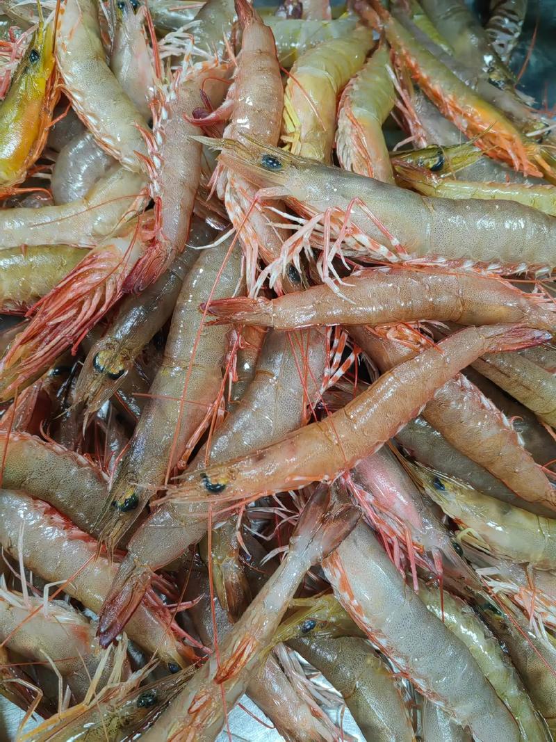 麻虾是什么虾,麻虾是什么虾??-第3张图片-屿企百科网 麻虾是什么虾,麻虾是什么虾??-第3张图片-屿企百科网