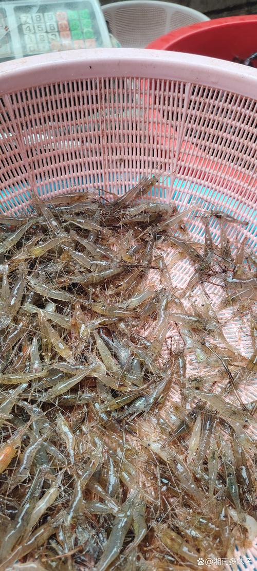 麻虾是什么虾,麻虾是什么虾??-第5张图片-屿企百科网 麻虾是什么虾,麻虾是什么虾??-第5张图片-屿企百科网