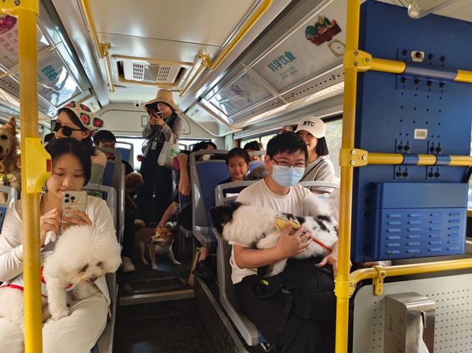 坐公交可以带猫上车吗,坐公交可以带猫上车吗?-第1张图片-屿企百科网 坐公交可以带猫上车吗,坐公交可以带猫上车吗?-第1张图片-屿企百科网