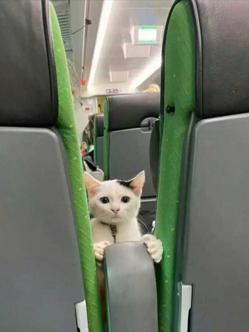 坐公交可以带猫上车吗,坐公交可以带猫上车吗?-第5张图片-屿企百科网 坐公交可以带猫上车吗,坐公交可以带猫上车吗?-第5张图片-屿企百科网