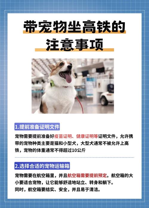 坐公交可以带猫上车吗,坐公交可以带猫上车吗?-第6张图片-屿企百科网 坐公交可以带猫上车吗,坐公交可以带猫上车吗?-第6张图片-屿企百科网