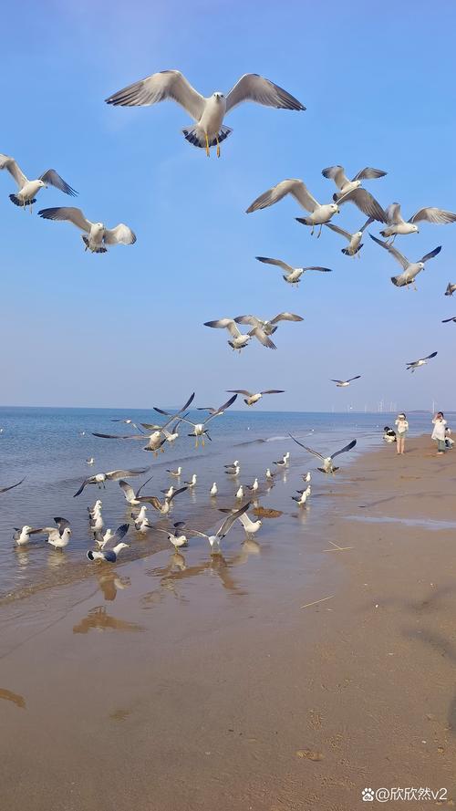 上海海滩景点大全,上海海滩游玩-第5张图片-屿企百科网 上海海滩景点大全,上海海滩游玩-第5张图片-屿企百科网