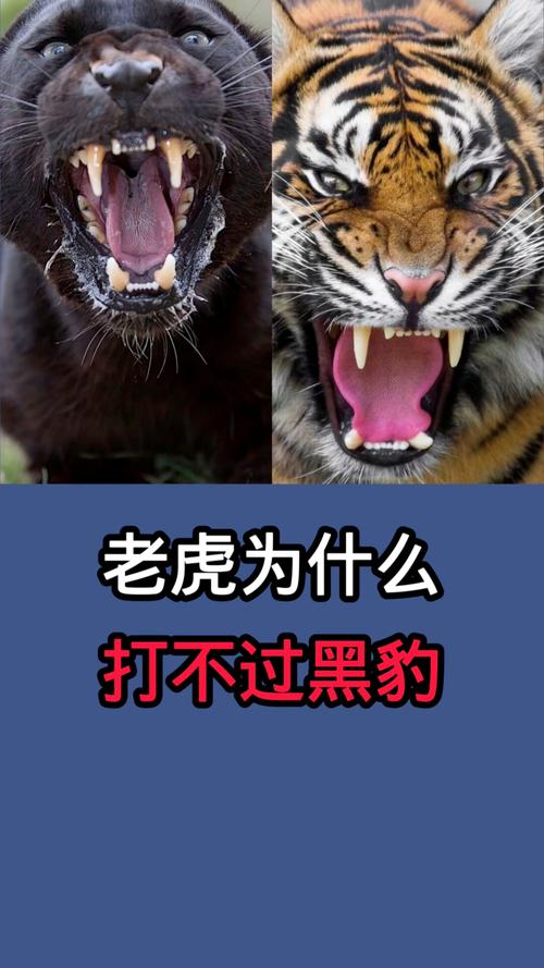 老虎为什么打不过黑豹,老虎为什么打不过黑豹王?-第4张图片-屿企百科网 老虎为什么打不过黑豹,老虎为什么打不过黑豹王?-第4张图片-屿企百科网