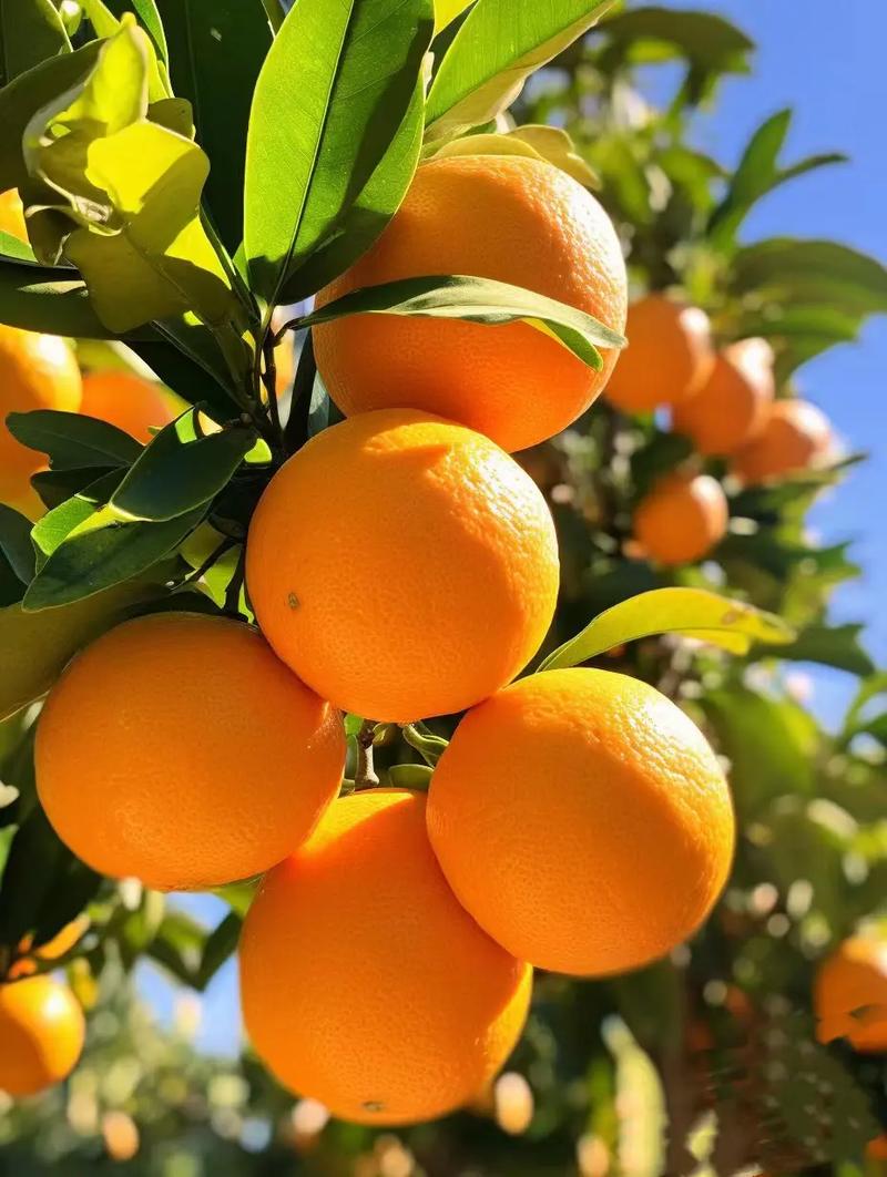 橙子为什么代表暗恋，橙子是什么暗号？-第3张图片-屿企百科网