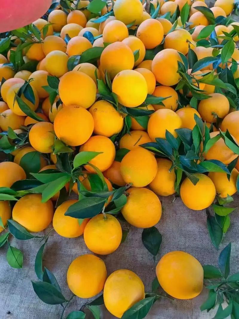 橙子为什么代表暗恋，橙子是什么暗号？-第4张图片-屿企百科网