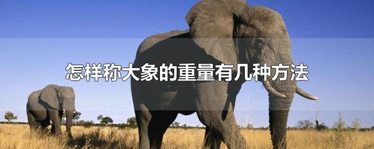 怎样称大象的重量有几种方法,怎么称大象重量的方法-第4张图片-屿企百科网 怎样称大象的重量有几种方法,怎么称大象重量的方法-第4张图片-屿企百科网