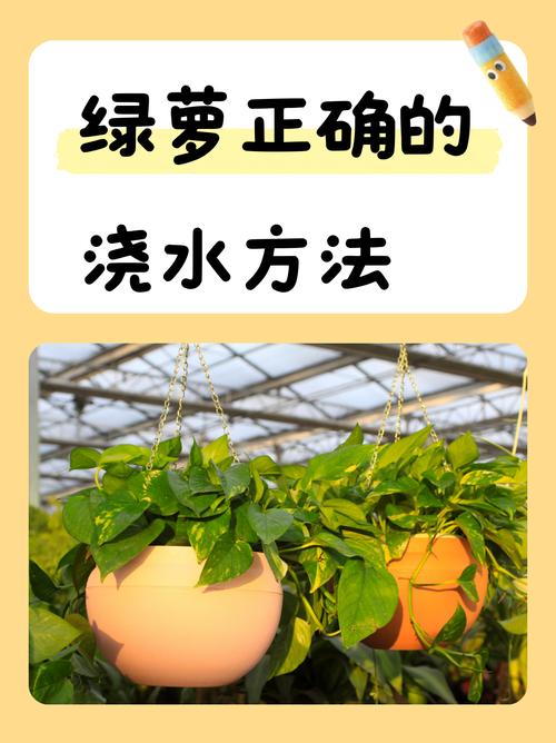 淘米水可以浇绿萝吗？淘米水能不能浇绿萝？-第2张图片-屿企百科网