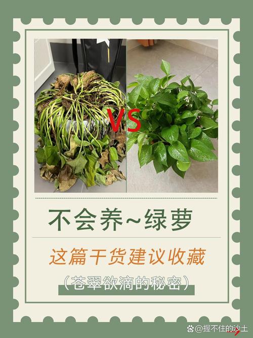 淘米水可以浇绿萝吗？淘米水能不能浇绿萝？-第3张图片-屿企百科网