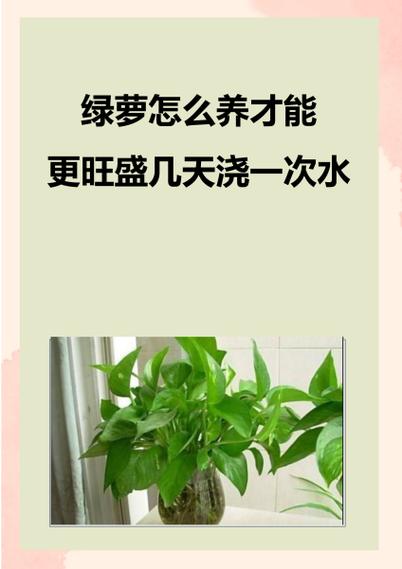 淘米水可以浇绿萝吗？淘米水能不能浇绿萝？-第7张图片-屿企百科网