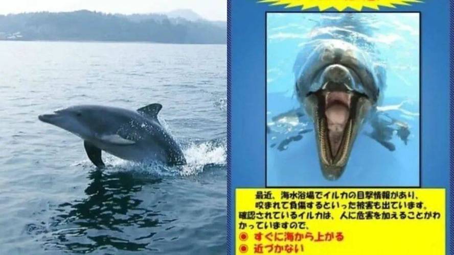 海豚为什么不攻击人类?海豚为什么不咬人?-第5张图片-屿企百科网 海豚为什么不攻击人类?海豚为什么不咬人?-第5张图片-屿企百科网