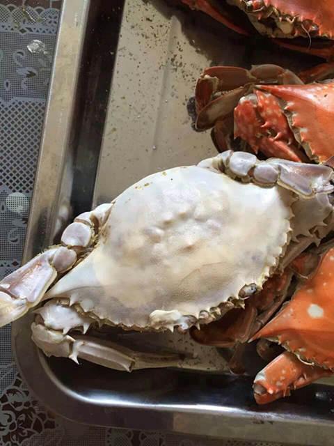 蒸螃蟹有白白的东西蒸出来是什么?？蒸螃蟹有白白的东西蒸出来是什么颜色？-第4张图片-屿企百科网