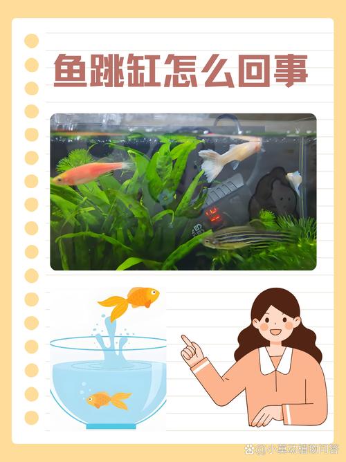 为什么鱼跳缸都是晚上,鱼为何跳缸-第3张图片-屿企百科网 为什么鱼跳缸都是晚上,鱼为何跳缸-第3张图片-屿企百科网