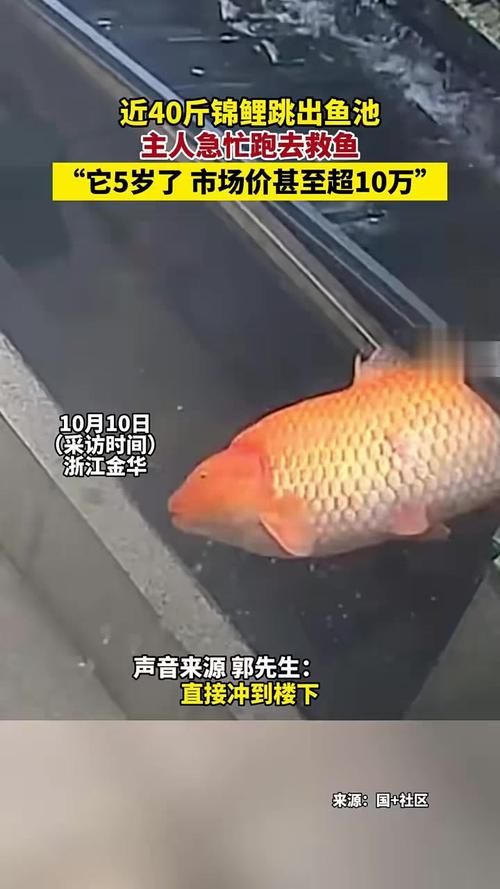 为什么鱼跳缸都是晚上,鱼为何跳缸-第4张图片-屿企百科网 为什么鱼跳缸都是晚上,鱼为何跳缸-第4张图片-屿企百科网