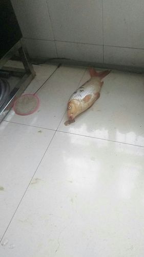 为什么鱼跳缸都是晚上,鱼为何跳缸-第6张图片-屿企百科网 为什么鱼跳缸都是晚上,鱼为何跳缸-第6张图片-屿企百科网