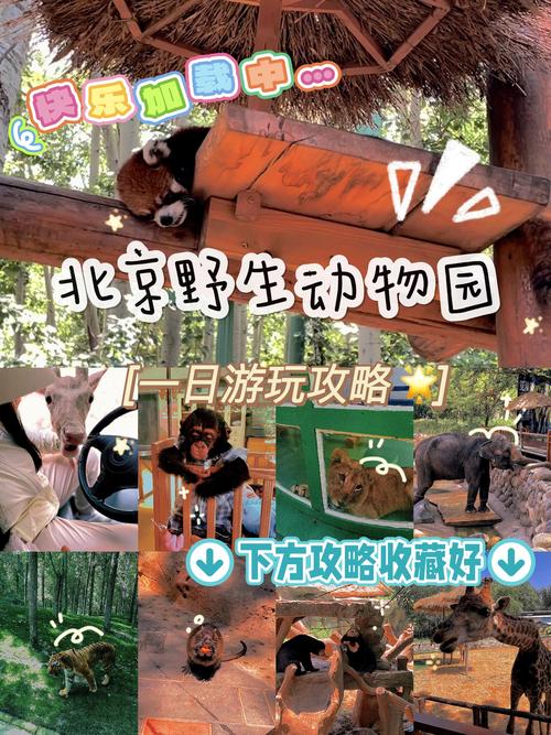 北京大兴野生动物园，北京大兴野生动物园有直达车吗-第5张图片-屿企百科网