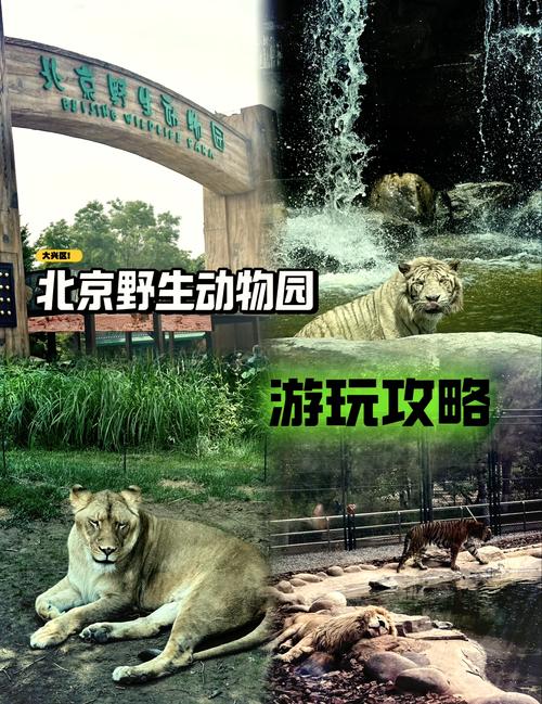 北京大兴野生动物园，北京大兴野生动物园有直达车吗-第8张图片-屿企百科网