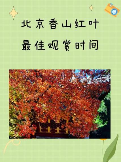北京香山红叶观赏时间，北京香山红叶最佳观赏地点？-第4张图片-屿企百科网