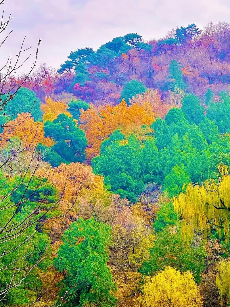 北京香山红叶观赏时间，北京香山红叶最佳观赏地点？-第5张图片-屿企百科网