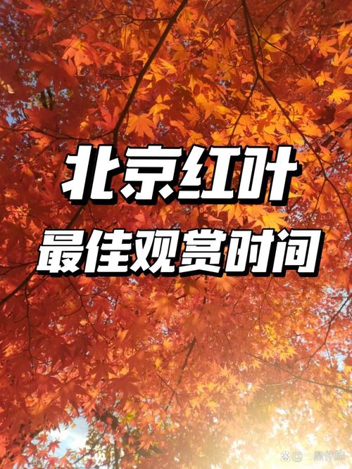 北京香山红叶观赏时间，北京香山红叶最佳观赏地点？-第7张图片-屿企百科网